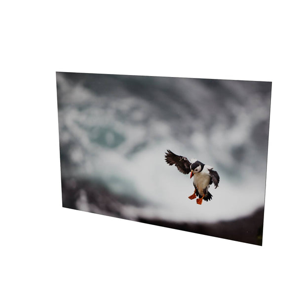 Puffin Landing, Skellig Michael, Co. Kerry