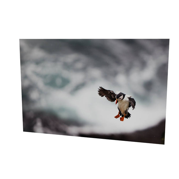 Puffin Landing, Skellig Michael, Co. Kerry