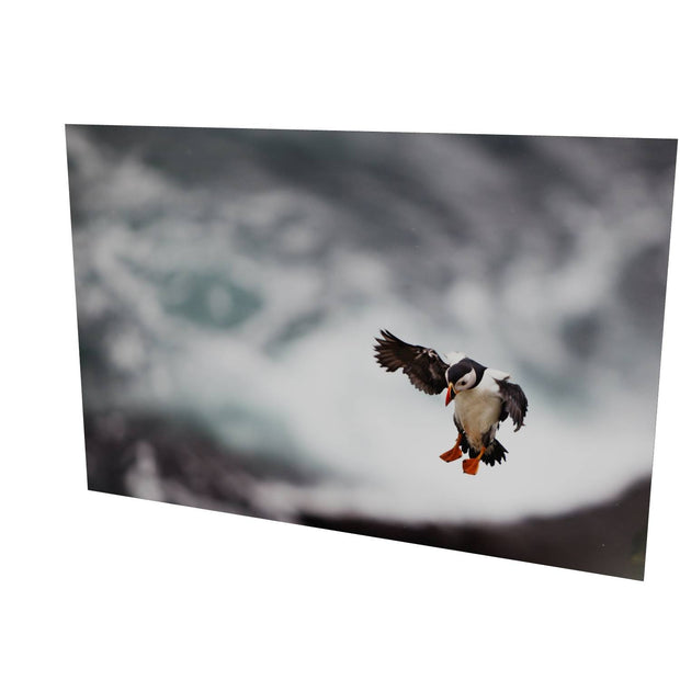 Puffin Landing, Skellig Michael, Co. Kerry