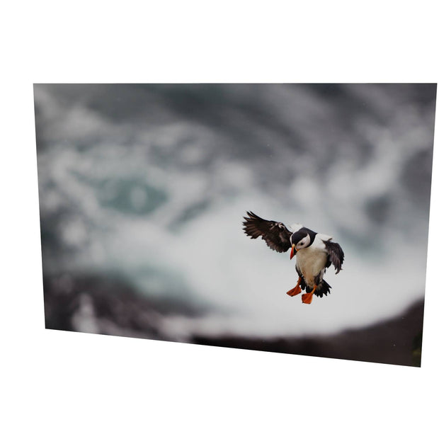 Puffin Landing, Skellig Michael, Co. Kerry