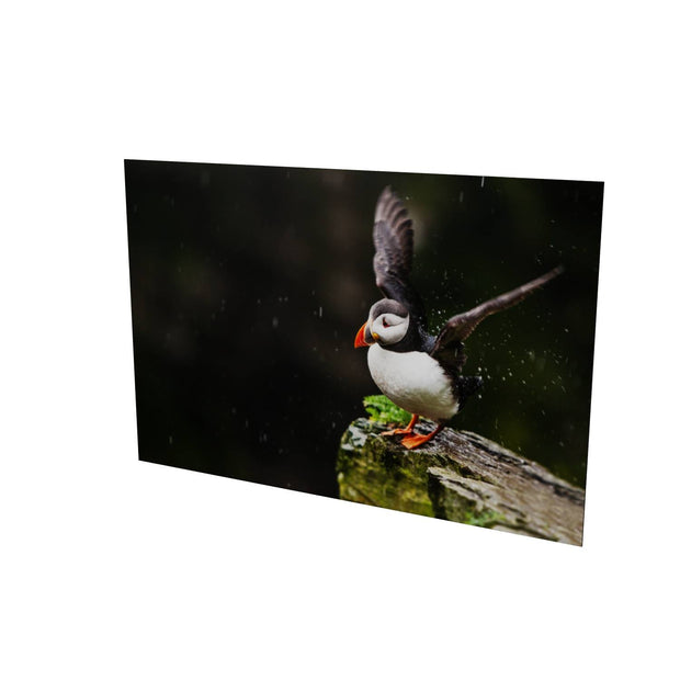 Puffin, Skellig Michael, Co. Kerry