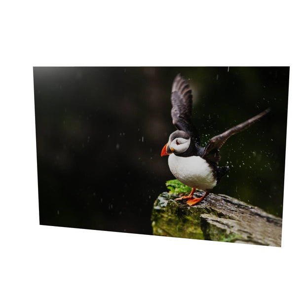 Puffin, Skellig Michael, Co. Kerry