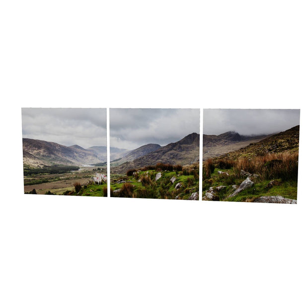 Sheep, the Black Valley, Co. Kerry