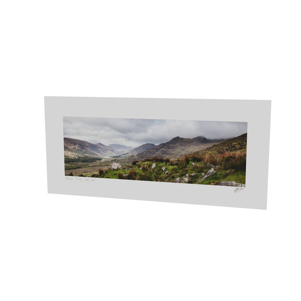 Sheep, the Black Valley, Co. Kerry