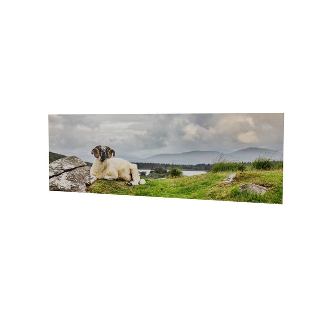 Taking it Easy, Gleninchiquin, Co. Kerry