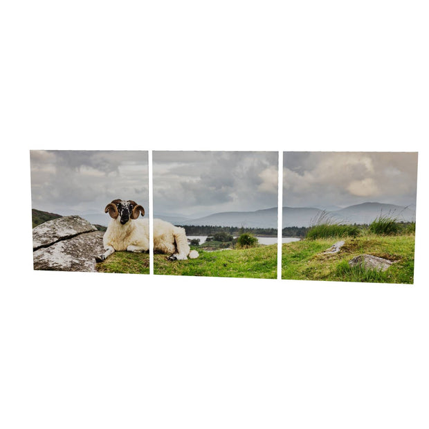 Taking it Easy, Gleninchiquin, Co. Kerry
