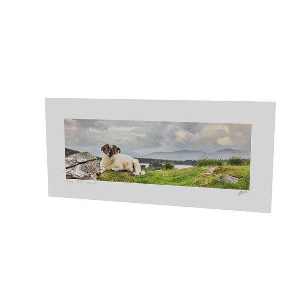 Taking it Easy, Gleninchiquin, Co. Kerry