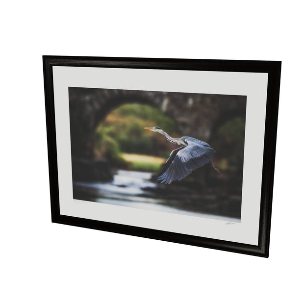 Heron, Meeting of the Waters, Killarney, Co. Kerry