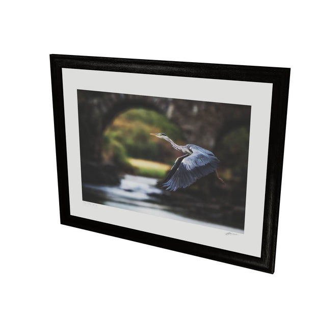Heron, Meeting of the Waters, Killarney, Co. Kerry