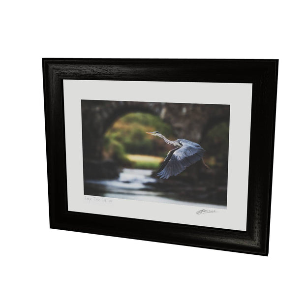 Heron, Meeting of the Waters, Killarney, Co. Kerry