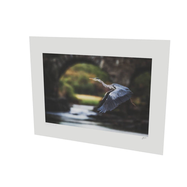 Heron, Meeting of the Waters, Killarney, Co. Kerry