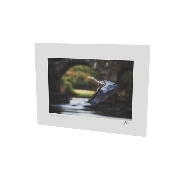 Heron, Meeting of the Waters, Killarney, Co. Kerry