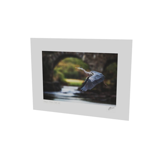 Heron, Meeting of the Waters, Killarney, Co. Kerry