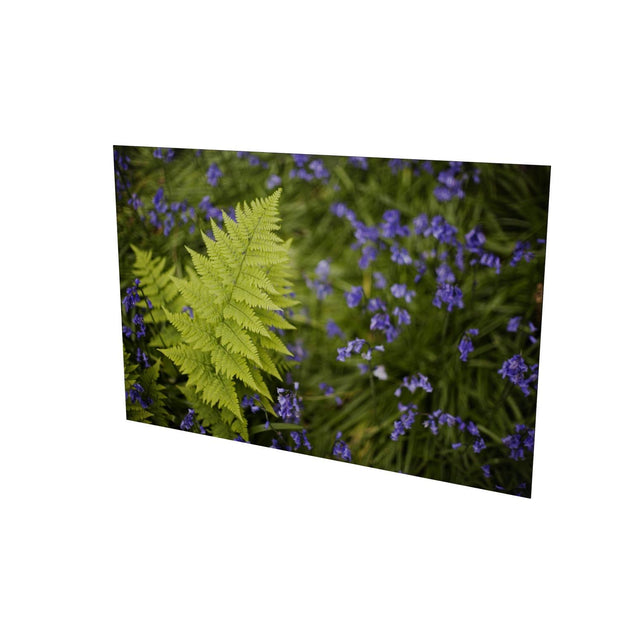 Fern with Bluebells, Muckross, Killarney, Co. Kerry