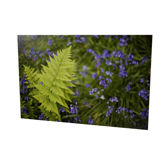Fern with Bluebells, Muckross, Killarney, Co. Kerry