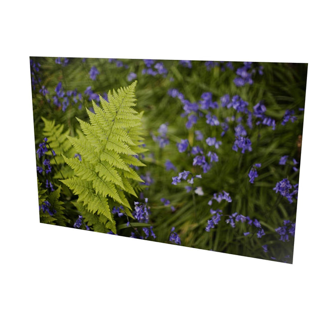 Fern with Bluebells, Muckross, Killarney, Co. Kerry