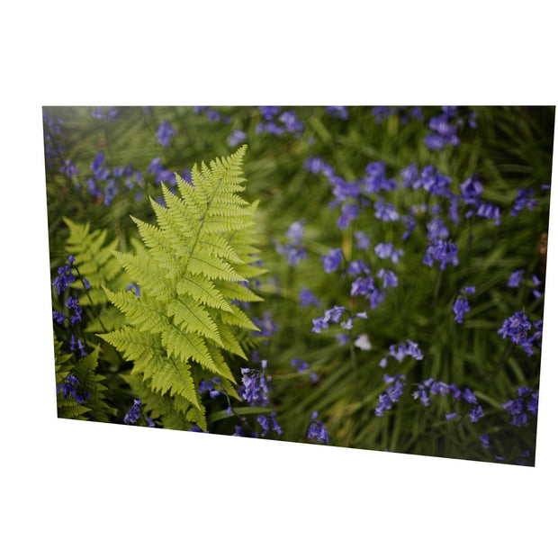 Fern with Bluebells, Muckross, Killarney, Co. Kerry