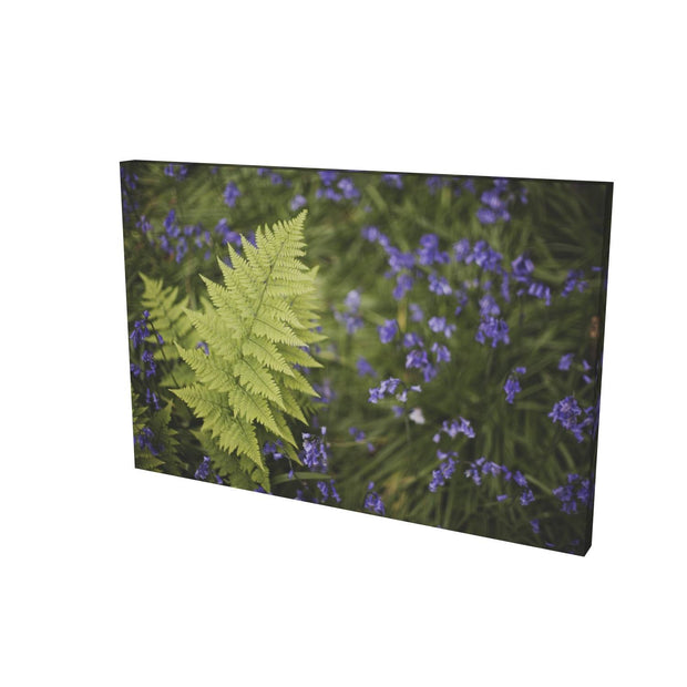 Fern with Bluebells, Muckross, Killarney, Co. Kerry