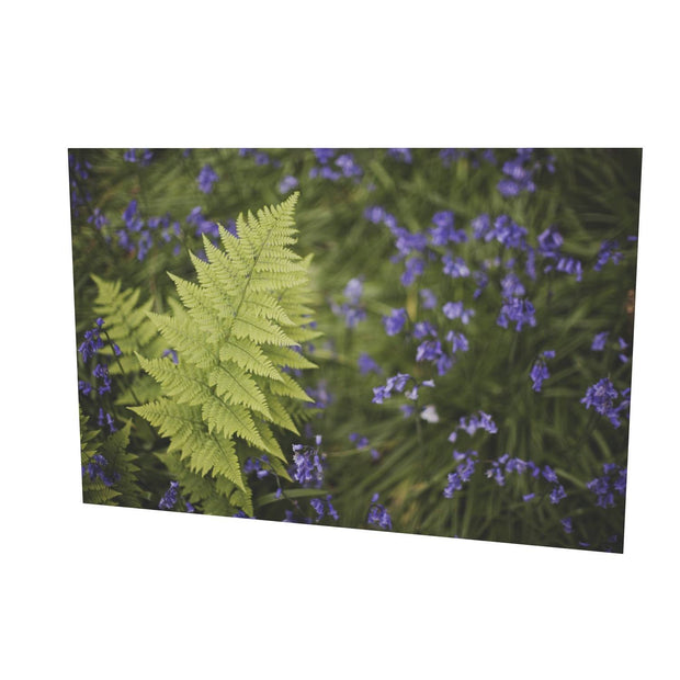 Fern with Bluebells, Muckross, Killarney, Co. Kerry