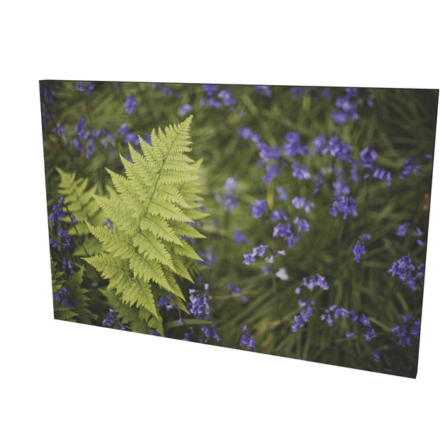 Fern with Bluebells, Muckross, Killarney, Co. Kerry