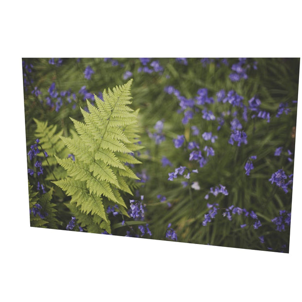 Fern with Bluebells, Muckross, Killarney, Co. Kerry