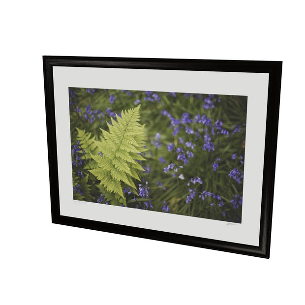 Fern with Bluebells, Muckross, Killarney, Co. Kerry