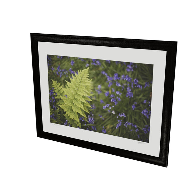 Fern with Bluebells, Muckross, Killarney, Co. Kerry