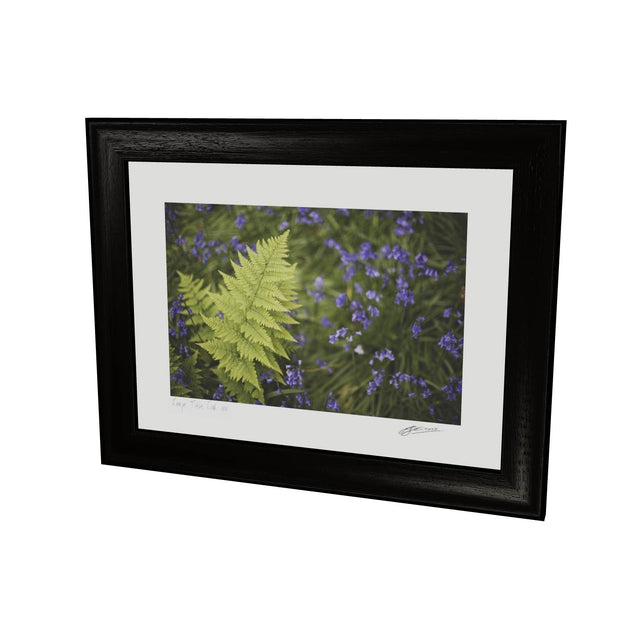 Fern with Bluebells, Muckross, Killarney, Co. Kerry