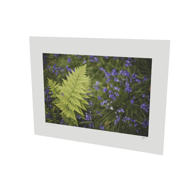 Fern with Bluebells, Muckross, Killarney, Co. Kerry