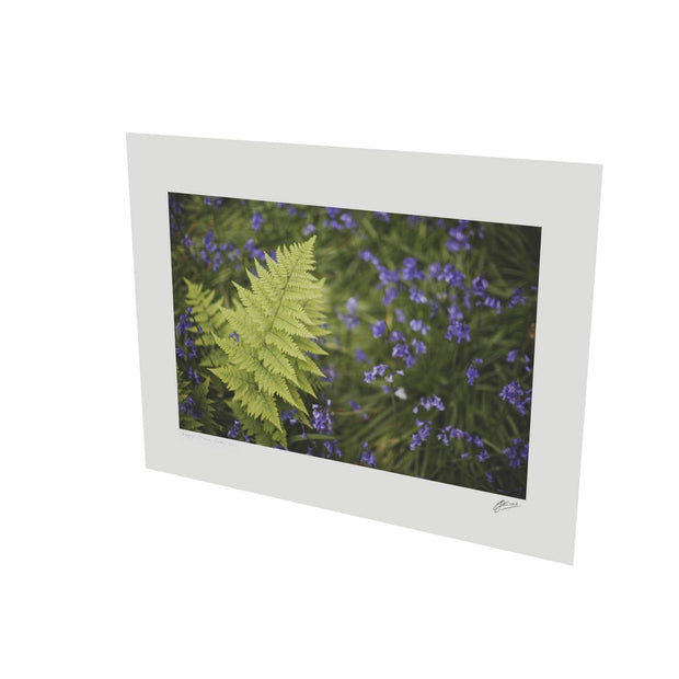 Fern with Bluebells, Muckross, Killarney, Co. Kerry