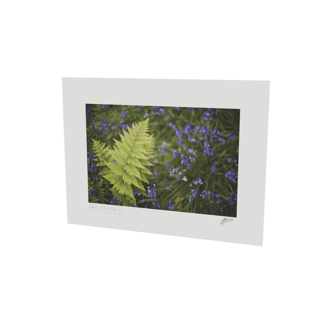 Fern with Bluebells, Muckross, Killarney, Co. Kerry