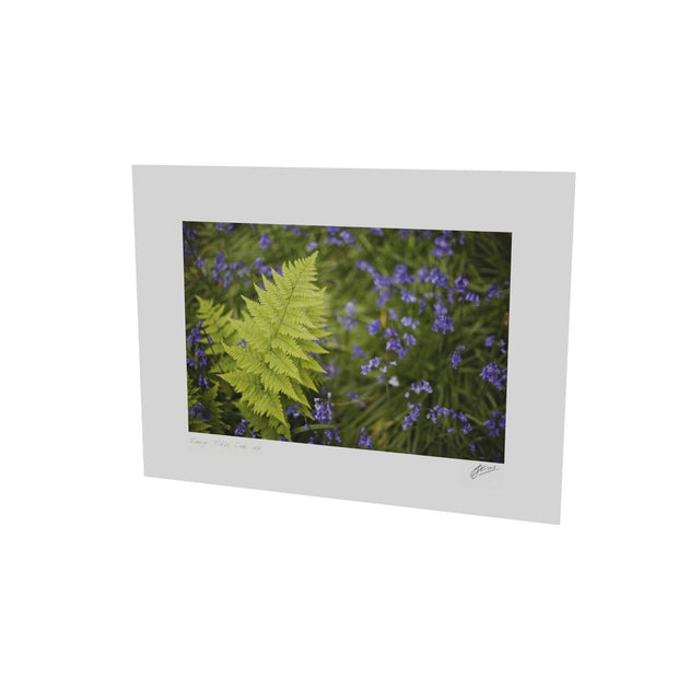 Fern with Bluebells, Muckross, Killarney, Co. Kerry
