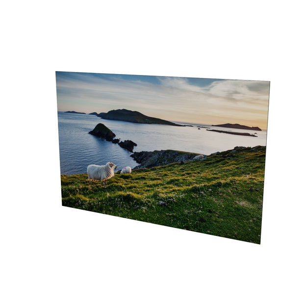 Dunmore Head with Sheep, Co. Kerry