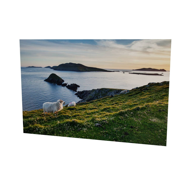 Dunmore Head with Sheep, Co. Kerry