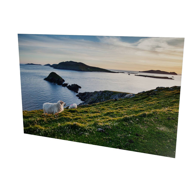 Dunmore Head with Sheep, Co. Kerry