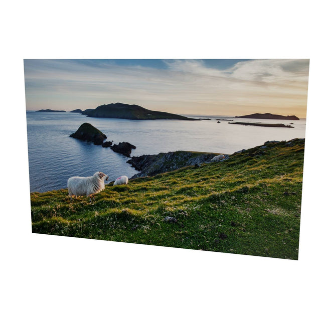 Dunmore Head with Sheep, Co. Kerry