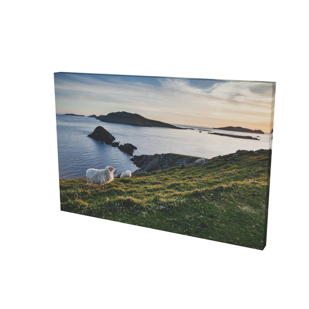 Dunmore Head with Sheep, Co. Kerry