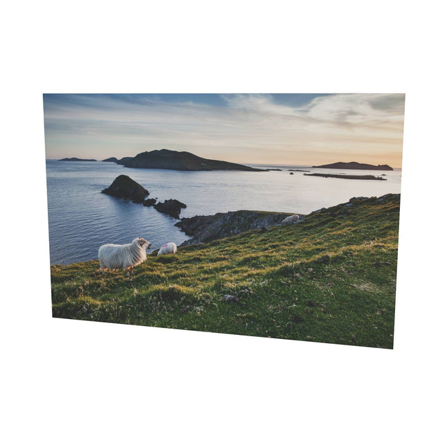 Dunmore Head with Sheep, Co. Kerry