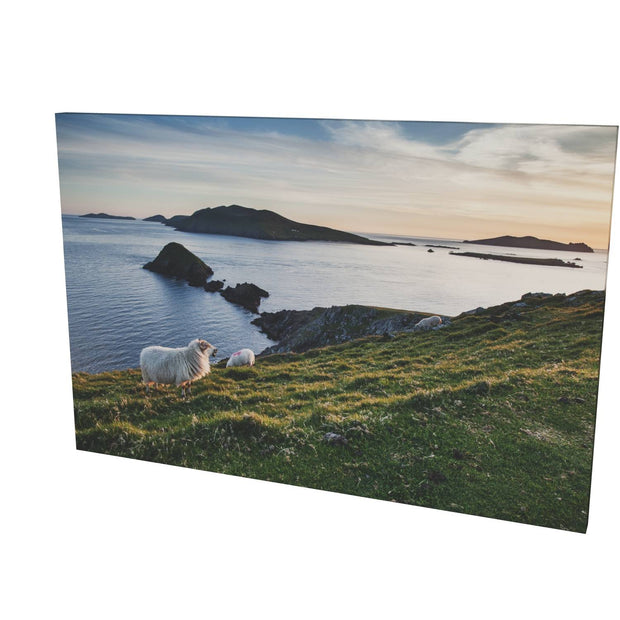 Dunmore Head with Sheep, Co. Kerry