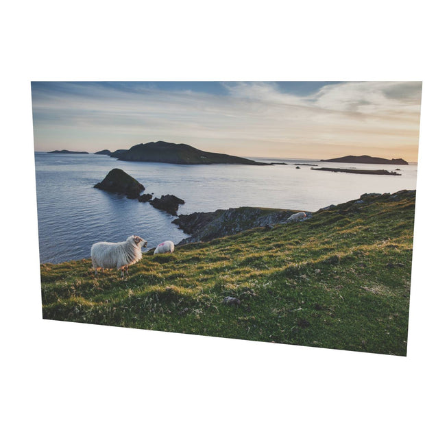Dunmore Head with Sheep, Co. Kerry