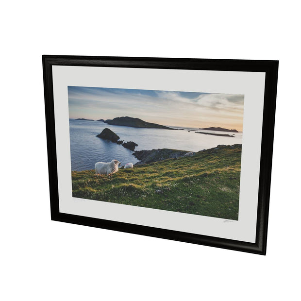 Dunmore Head with Sheep, Co. Kerry