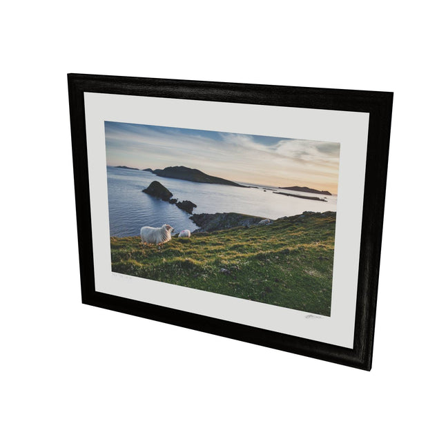 Dunmore Head with Sheep, Co. Kerry