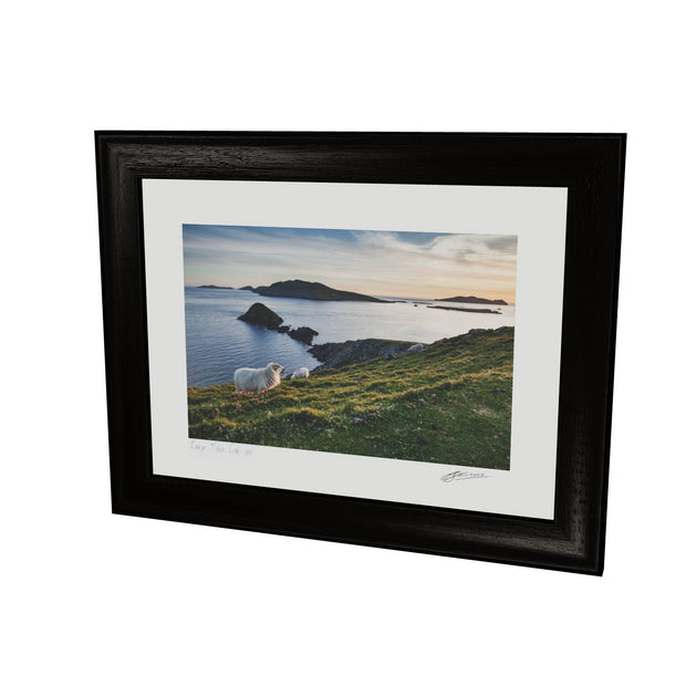 Dunmore Head with Sheep, Co. Kerry