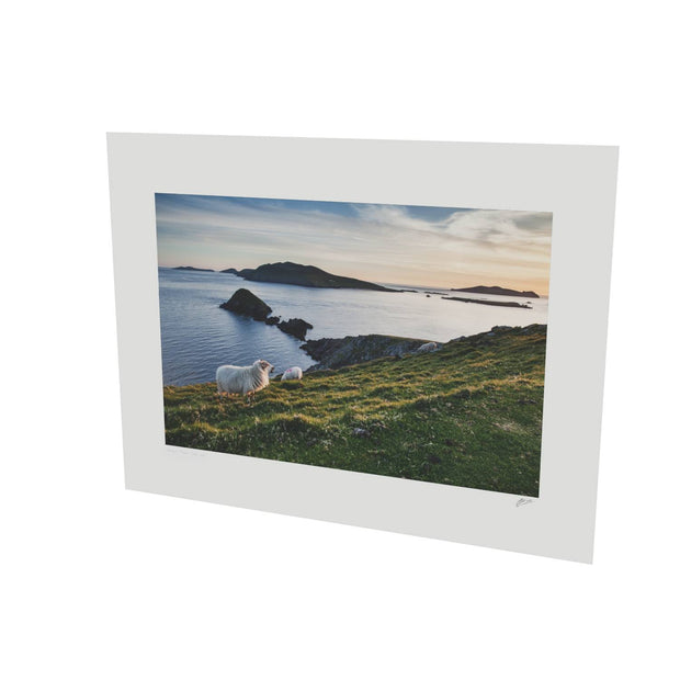 Dunmore Head with Sheep, Co. Kerry