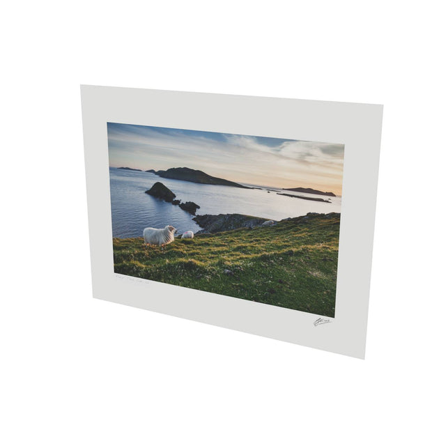 Dunmore Head with Sheep, Co. Kerry