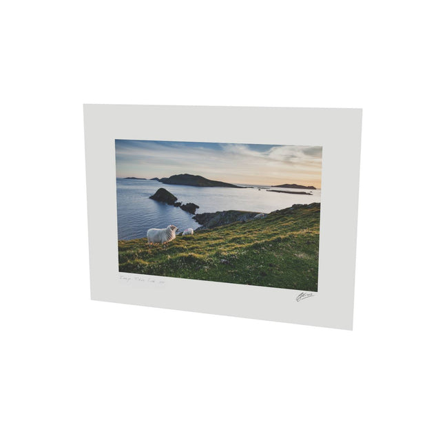 Dunmore Head with Sheep, Co. Kerry