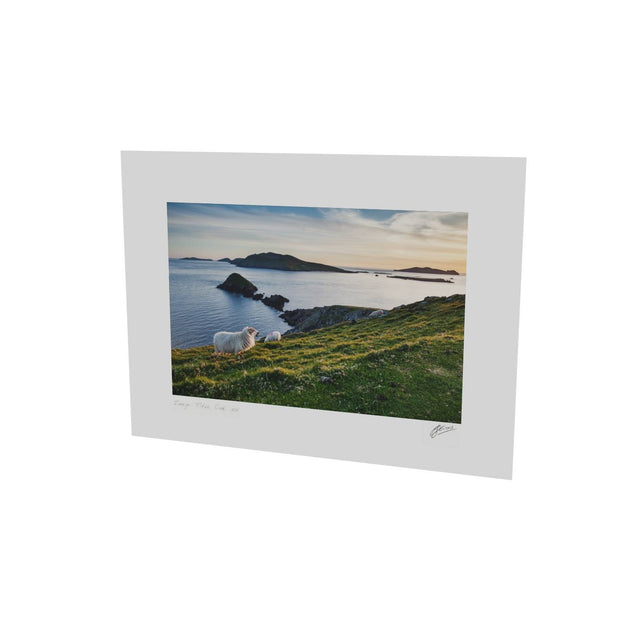 Dunmore Head with Sheep, Co. Kerry