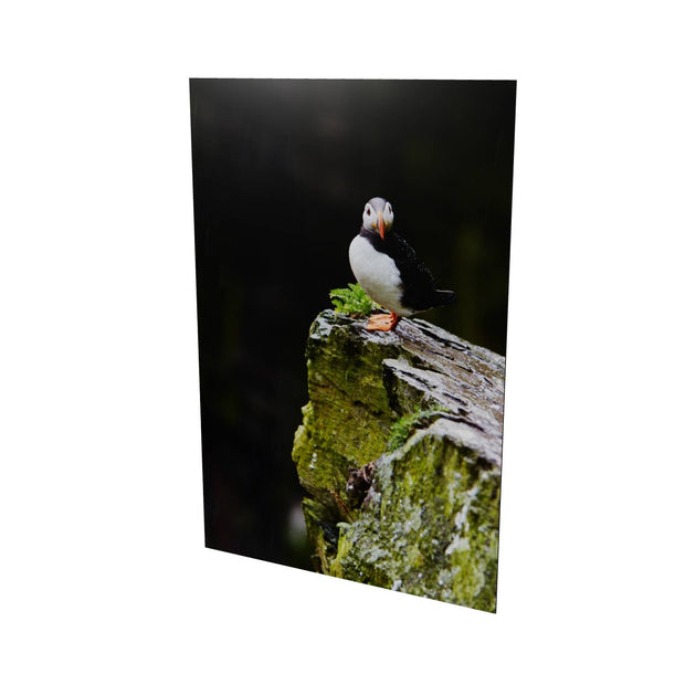 The Watchful Puffin, Skellig Michael, Kerry