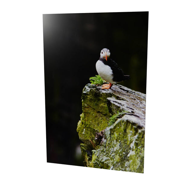 The Watchful Puffin, Skellig Michael, Kerry
