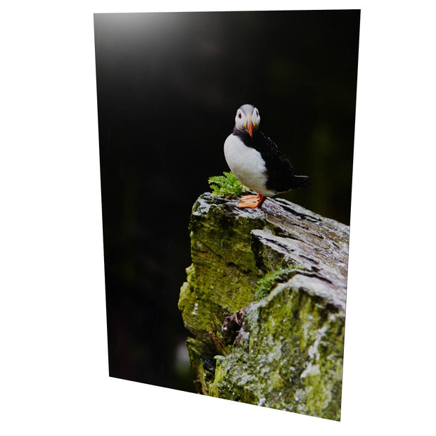 The Watchful Puffin, Skellig Michael, Kerry